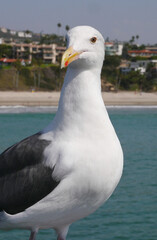 Seagull on the San Clemente Pier in Orange County, California, USA