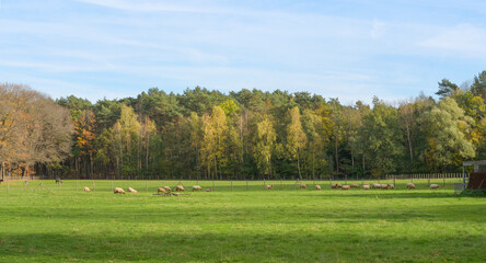 Fototapeta premium Sheep in the pasture Autumn wide landscape of grazing sheep. panorama