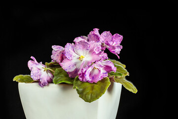 pink violet saintpaulia in a pot on a black background.