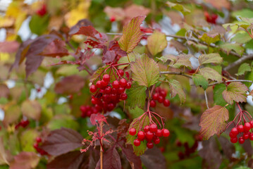 Highbush Cranberries Growing In The Trees In October