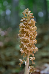 Brązowe kwiaty pasożytniczego gnieźnika leśnego  makro w rezerwacie przyrody na Ponidziu - obrazy, fototapety, plakaty