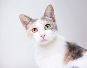 Fototapeta na wymiar A Dilute Calico shorthair cat looking at the camera with a head tilt