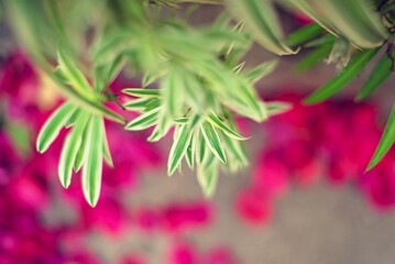 Planta 