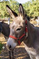 Cute donkey on a farm with a red bridle