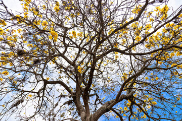 tree in autumn