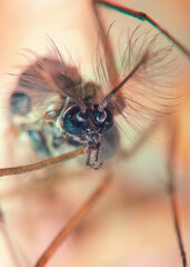 Insect close up, close-up portrait