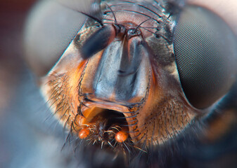 Insect close up, close-up portrait