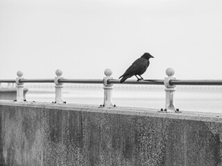 Black crow on metal handrail looking out to sea
