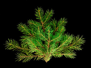 A branch of a Christmas tree on a black background. An isolated object. High quality photo