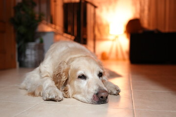 Labrador en salón descansando