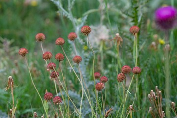 red puffball flower