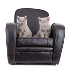 Cute british kitten in a brown armchair