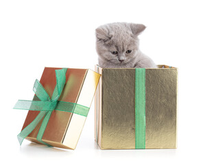 Cute british kitten with a gift box