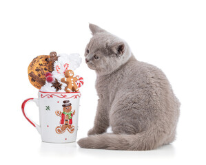 British kitten with a Christmas cup with whipped cream
