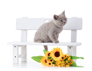 Cute british kitten on white wooden bench