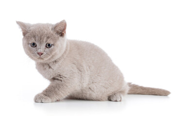 Cute british kitten