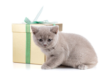 Cute british kitten with a gift box