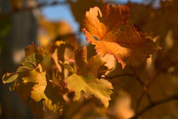 Grape bush, aesthetics of autumn landscape, bright colors of autumn, selective focus, blurred background, nature of the Black Sea coast, Krasnodar region, Russia