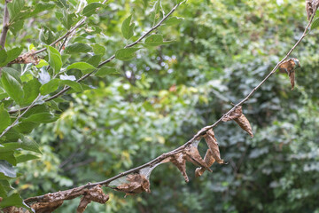 Tree attacked by pests concept - and has dry leaves - green nature background