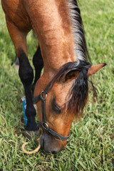 Naklejka na ściany i meble Brown horse side angle eating grass portrait from Puerto rico country side