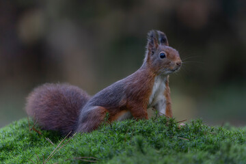 Curious Eurasian red squirrel (Sciurus vulgaris) in the forest of Noord Brabant in the Netherlands....