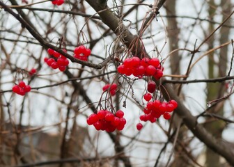 red berries in snow