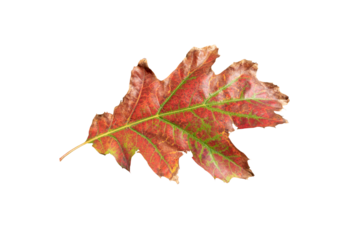 Autumn red oak leaf isolated transparent png. Fall dry foliage.