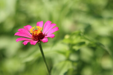 pink cosmos flower