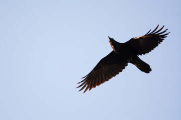 Raven flying overhead, Calgary, Alberta