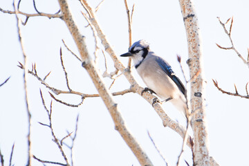 Blue jay perched in tree, Calgary, Alberta