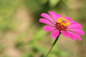 pink cosmos flower