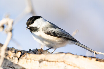 Black-capped chickadee perched on branch in winter, Calgary