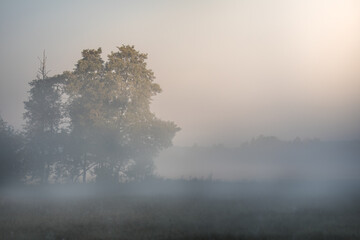 Beautiful morning, rising sun - beautiful dawn in the meadow and in the forest, morning fog spreads around, nature reserve in Poland