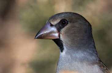 Portrait shot of Hawfinch Coccothraustes Coccothraustes