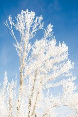 Tree covered in hoar frost on cold winter morning
