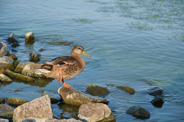 ducks on the lake