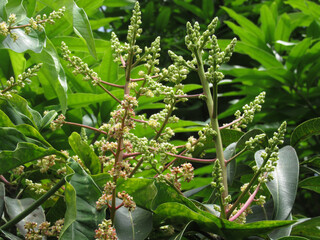 Photograph flowers of a mango tree 
