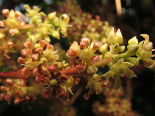 Mangifera indica, Photograph flowers of a mango tree 