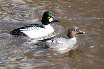 Common goldeneye ducks together in Calgary