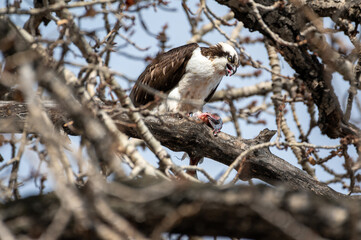 osprey perched in tree eating fish