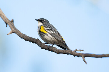 Yellow-rumped warbler perched on branch