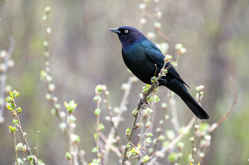 Brewer's blackbird perched on shrub in badlands