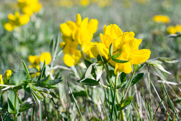 Yellow buffalo bean flower in meadow in summer