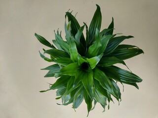 Close-up of a beautiful dracaena fragrans (Indonesian name: Sri gading) plant in a pot on a blurred background. Used for indoor and outdoor ornamental plants.