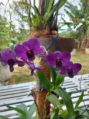 Selective focus of beautiful purple larat orchid flowers in the garden. With the Latin name...