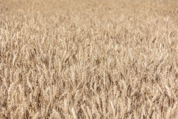 Selective focus of gold grain ready for harvest growing in farm field. Global crisis and price rise.