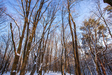 Deciduous trees in the snow in winter