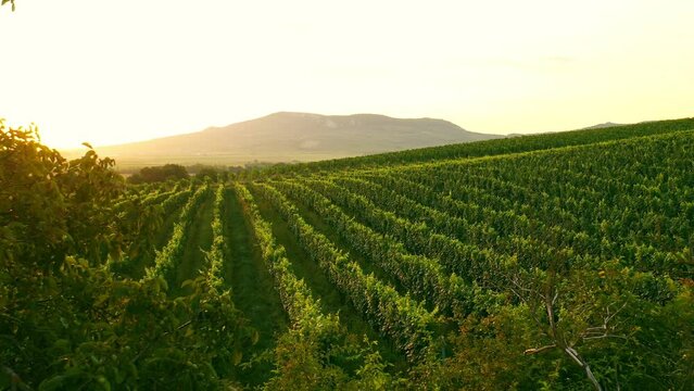 Aerial Drone Shot of Sunny Wineyard at Sunrise.