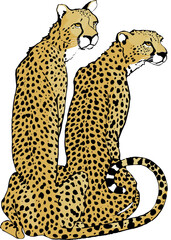 Cheetah pair sitting side by side
