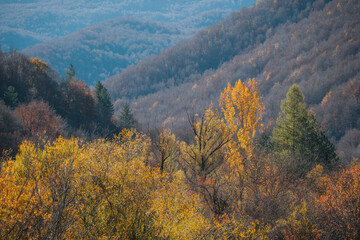 colorful autumn foliage Parco Nazionale Abruzzo Italy